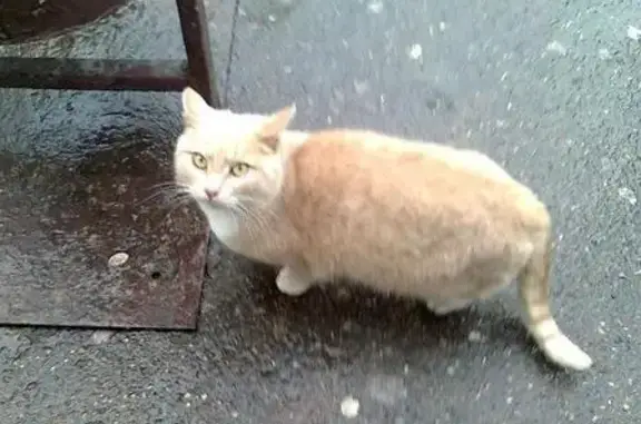 Пропала кошка в Мигалово, возле магазина Универсал.