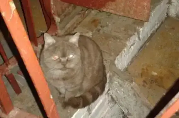 Кошка в подвале на пр. Луначарского, СПб