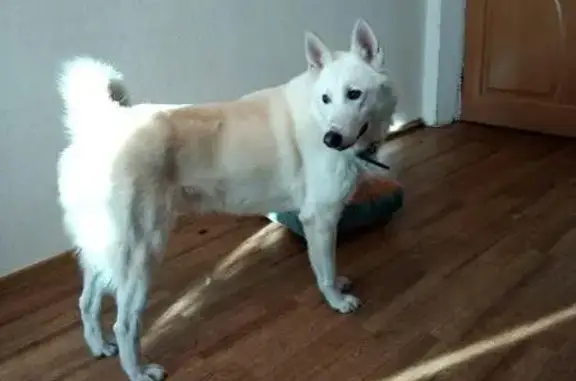 Найден белый пёс с ошейником на улице Дончука, 2