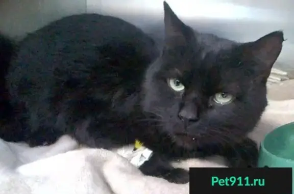Пропала черная кошка в г. Апрелевка, найден сбитый котик