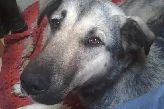 Пропала собака Люба в деревне Каменка, Первомайское поселение