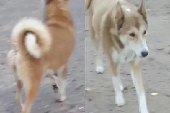 Пропала собака лайка в Дидиново, нужна помощь!
