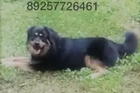 Пропала собака на Киевском шоссе в Апрелевке