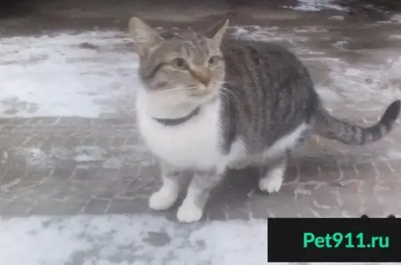 Найдена кошка с ошейником в Кстово