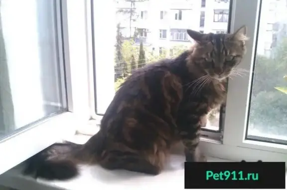 Пропал кот Мурзик на ул. Н. Музыки, Севастополь
