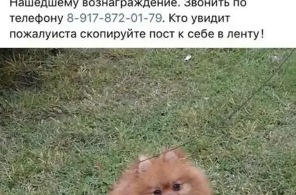 Пропала собака Тобик в Вахитовском районе Казани
