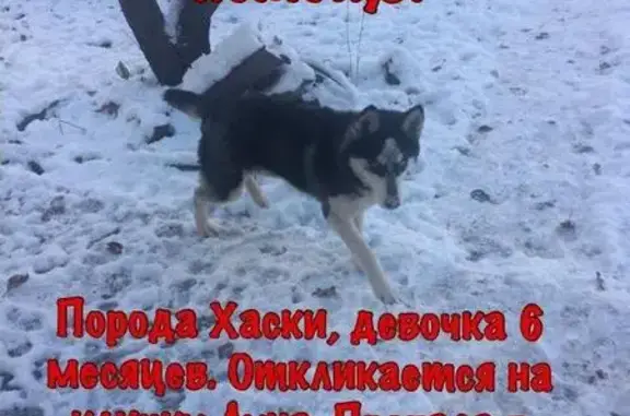 Пропала собака в Энгельсе, Саратовская обл.
