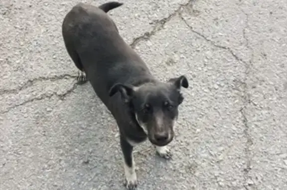 Пропала собака в Центральном районе Хабаровска, ул. Войкова, 8