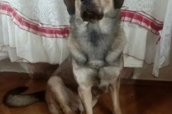 Пропала собака Барон в Щелково-7