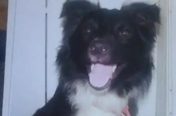 Пропала собака в районе Березки, Сердобск, Пензенская область