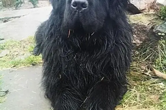 Пропала собака в Червоноднипровке, Запорожская область