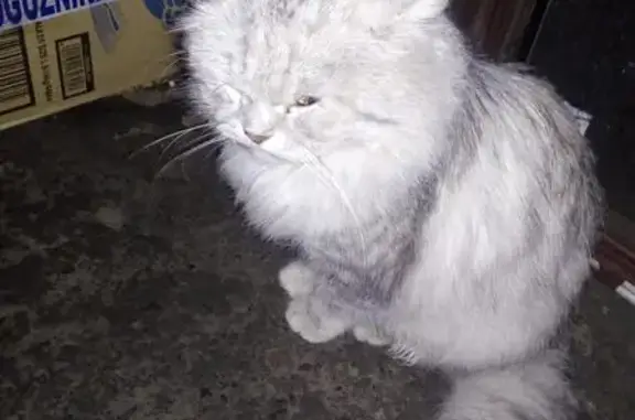 Найдена пушистая кошка возле остановки 