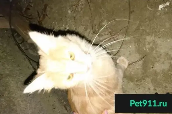 Пропала кошка на улице Лаухина, Майкоп