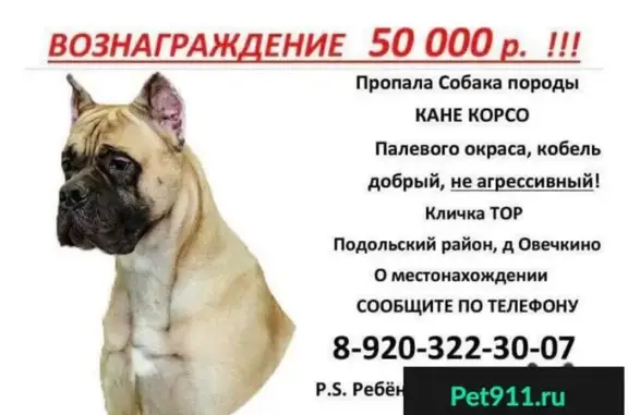 Пропала собака в Подольске, прошу репост.