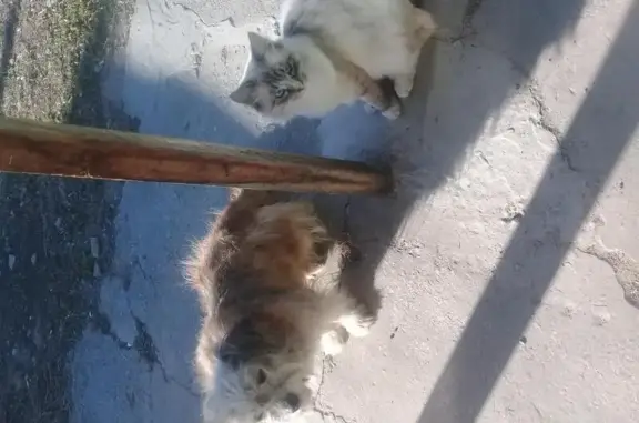 Пропала кошка в Ильском поселке Краснодарского края
