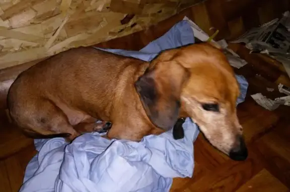 Найдена собака в деревне Пигелево, Ломоносовский район