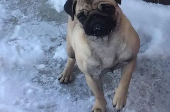 Пропала собака Мотя в Томске, около амбулатории.