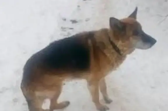Пропала собака в д. Двойни, Егорьевская область
