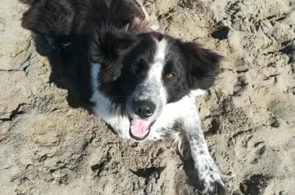 Пропала собака Спаниель в Смирных, Сахалинская область