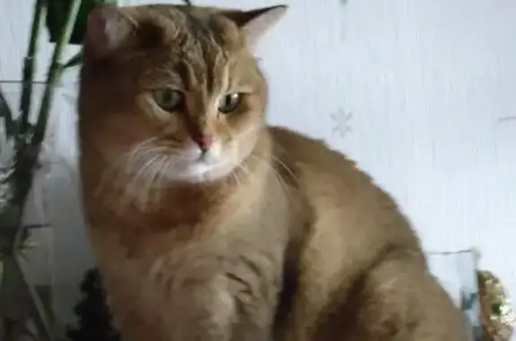 Пропала кошка на пароме, возможно в Малом Новоселье