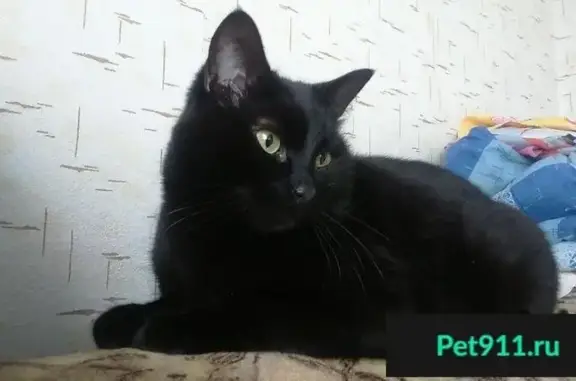 Пропал кот Кузя в Наро-Фоминске, помогите найти!