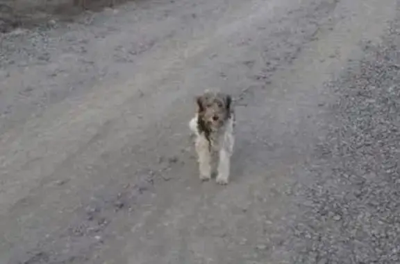 Пропала собака из Чебаркуля, найдена в Малково, Челябинская область