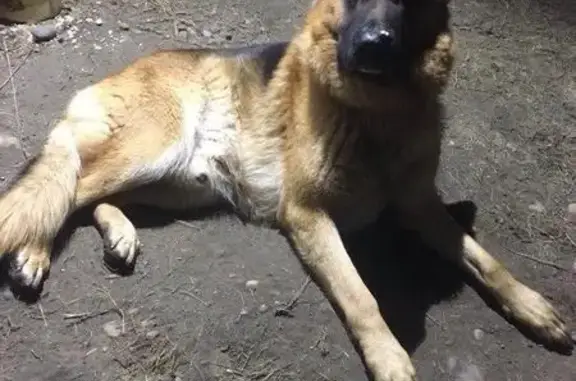 Пропала собака в селе Есаулово, Красноярский край