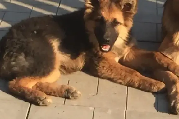 Собаки потеряшки, Мичурино, фото: Потеряшка собака в Мичурино, вознаграждение.