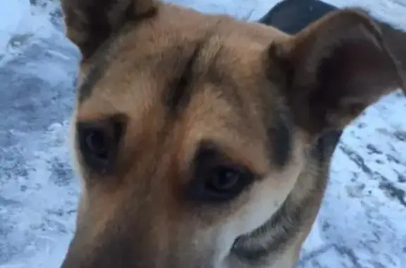 Найдена собака возле метро Новокосино