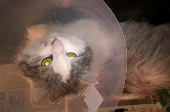 Найден кот на остановке Агеева, ищет дом в Туле