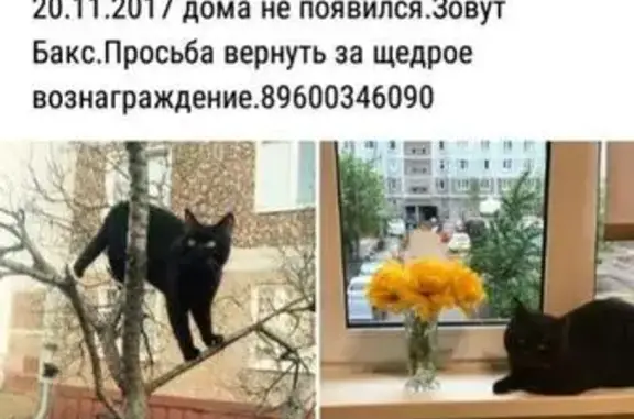 Пропала кошка в Казани, ул. Четаева.