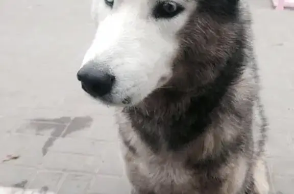 Собака Кобель с разными глазами найдена на Стачки