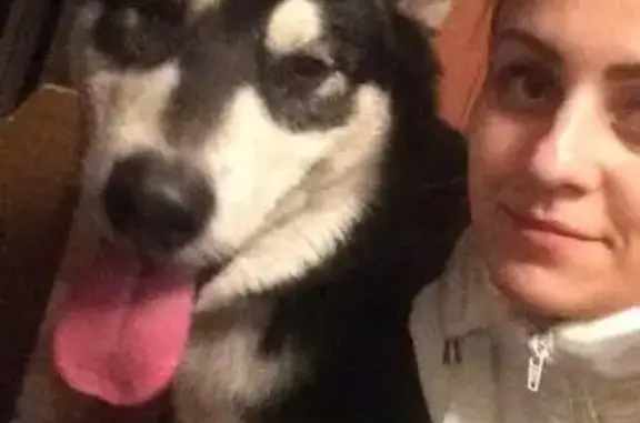 Пропала собака Бандерос на улице Котова, Оренбург