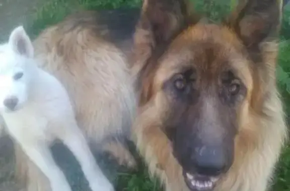 Пропала собака в Холмогорском, Архангельской области на трассе М8, вознаграждение.