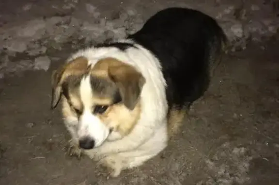 Собака найдена по адресу ул. Громова, 136