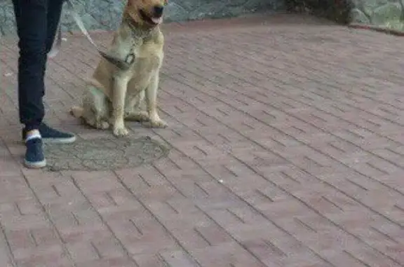 Пропала собака в Дубовой Роще - помогите найти!