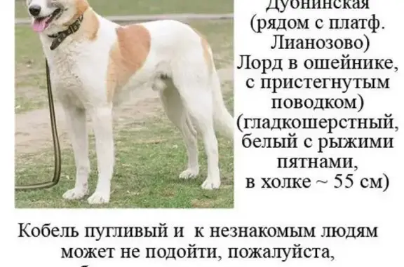Пропала собака на ул. Дубнинская (Москва, САО)
