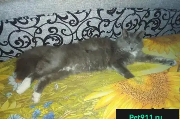 Пропал кот в Лесном Городке, Московская область