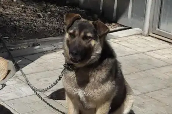 Пропала собака в Первомайском поселке, Мелеузовский район