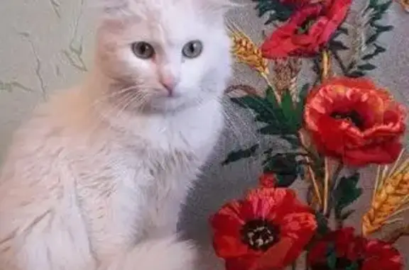 Пропала кошка, найден белый кот с ошейником в Задонске
