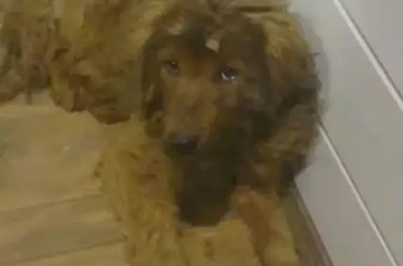 Пропала собака в Ленинградской области