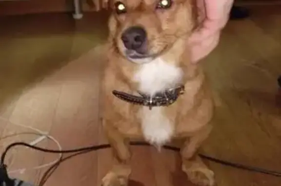 Найдена рыжая собака в Троицке