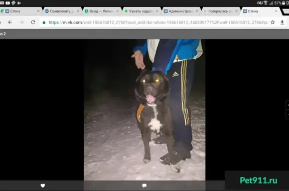 Найдена собака в ЖК Черничная поляна
