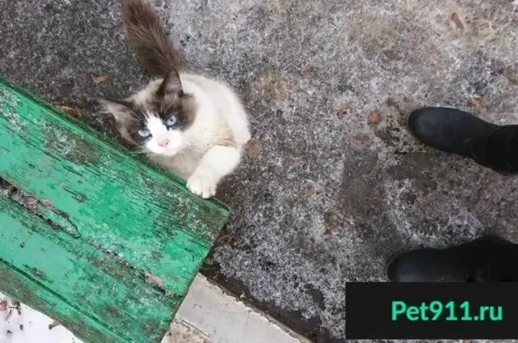 Пропала кошка на ул. Н. Вирты 122 в Тамбове