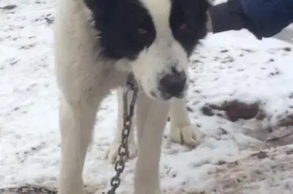 Пропала собака Туркменский алабай в Тихвине.