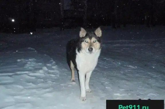 Пропала собака в Вязниках и Вязниковском районе, найдена мальчик, ищем хозяина!