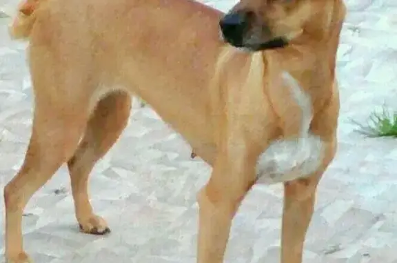 Пропала собака в Новоалександрово, Владимирская область