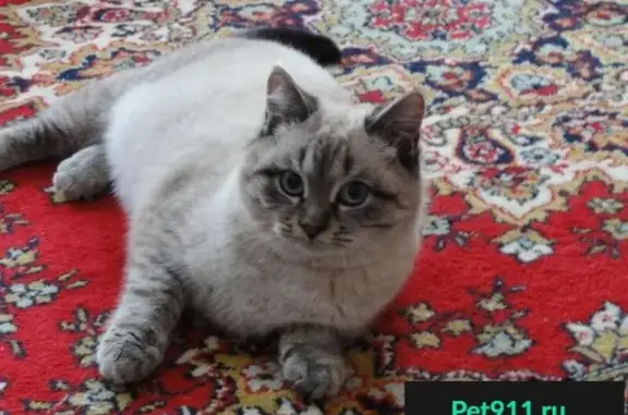 Пропала кошка в Нагаево, найден британский кот на ул. Меридианная, Уфа