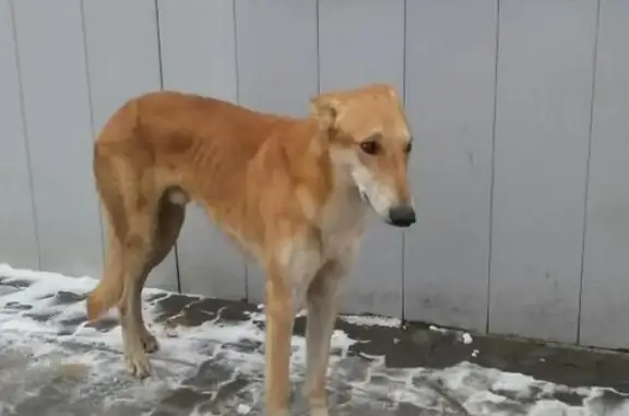 Собака найдена в Талдомском районе без ошейника на Дмитровском шоссе.
