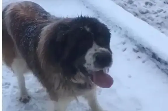 Пропала собака на 37-м км Выборгского шоссе